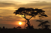 Solnedgng i Serengeti
