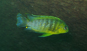 Malawiciklid