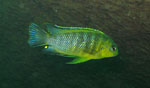 Malawiciklid