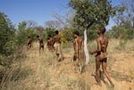 Bushmen p vg ut i bushen