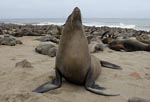 Plssl vid Cape Cross, Skeleton Coast