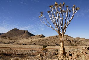 Kokerboom