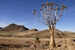 Kokerboom