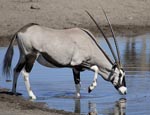 Oryx dricker vatten i Etosha NP