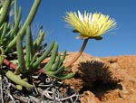 Suckulent blomma i Karoo