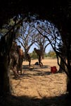 Bushmen sedda inifrån deras hydda