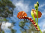 Larv ter kronblad frn en blomma