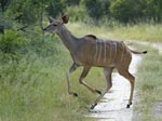 En kuduhona springer över vägen