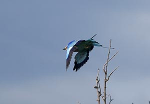 Blkrka (Lilac-breasted Roller)