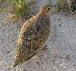 Burchell's Sandgrouse