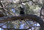 Green Wood-hoopoe letar efter mat