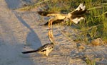 Southern Yellow-billed Hornbills i slagsmål
